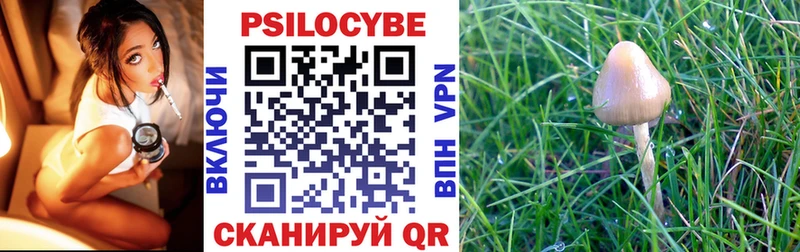 Купить где  Великий Новгород  Псилоцибиновые грибы Psilocybe 